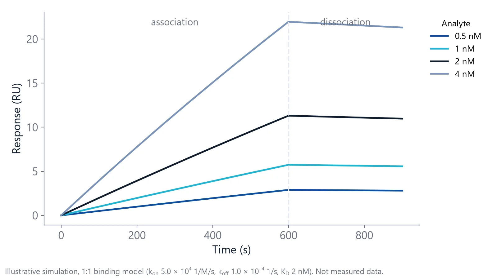 Simulated sensorgrams at 0.5 to 4 nM showing that the early association slope increases with analyte concentration