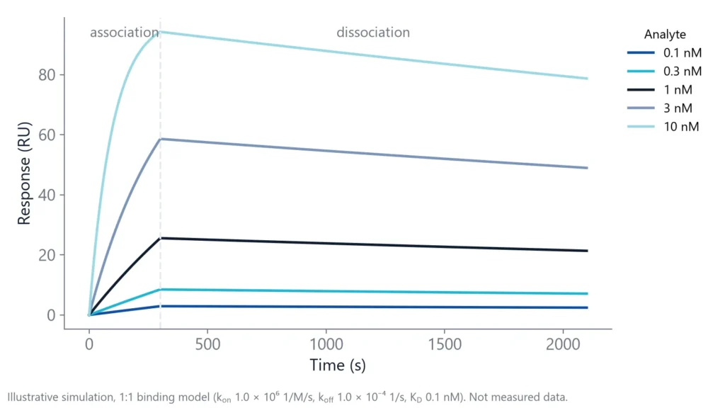 Simulated sensorgram of a tight nanobody with KD 0.1 nM showing slow dissociation over 30 minutes