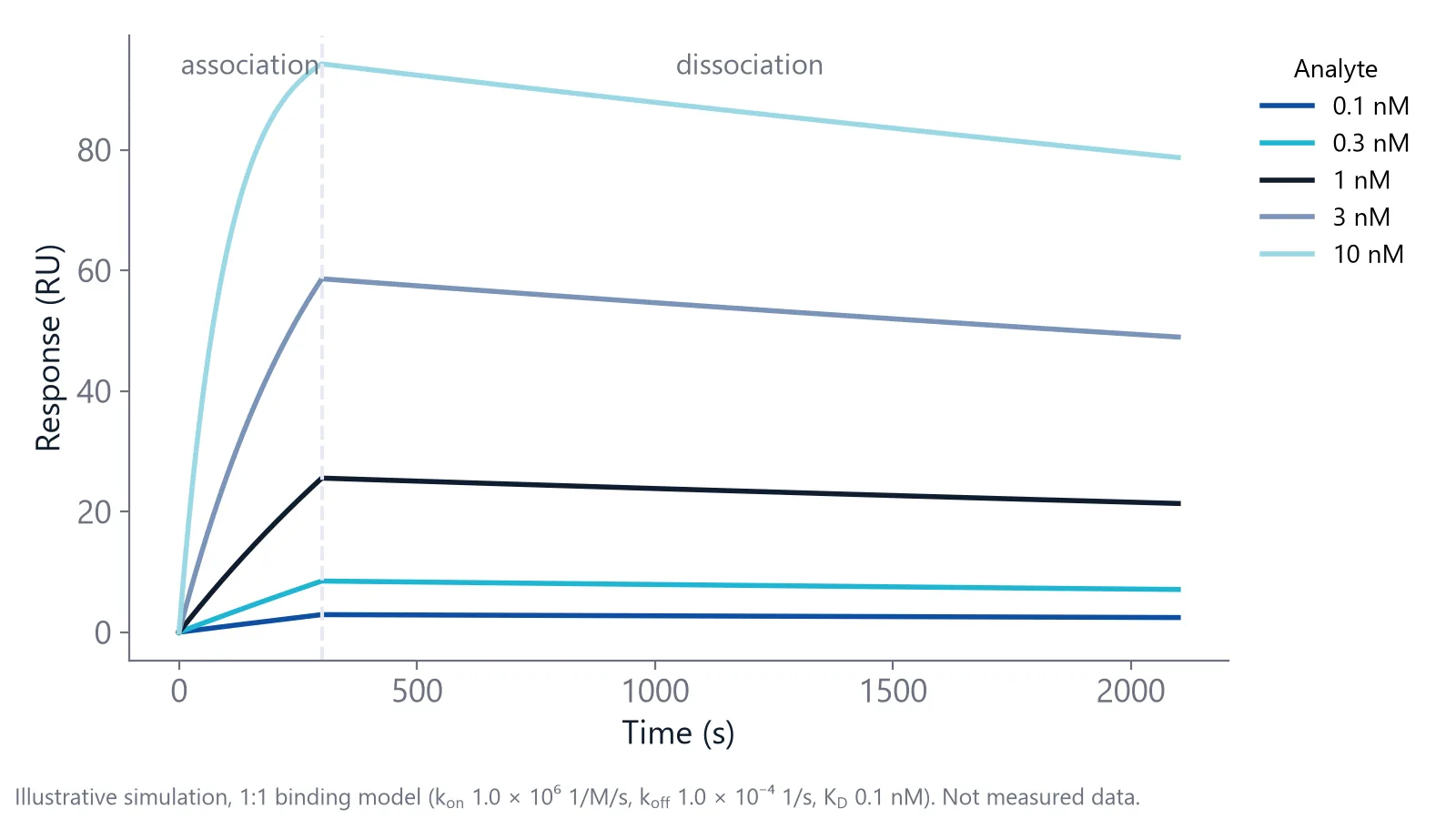 Simulated sensorgram of a tight nanobody with KD 0.1 nM showing slow dissociation over 30 minutes